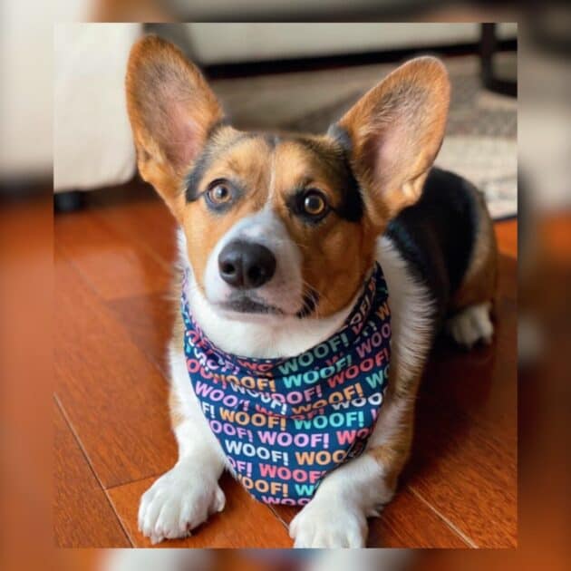 Woof! Woof! Bandana