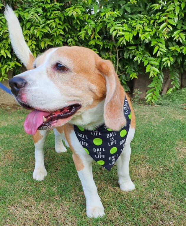 Ball is Life Bandana