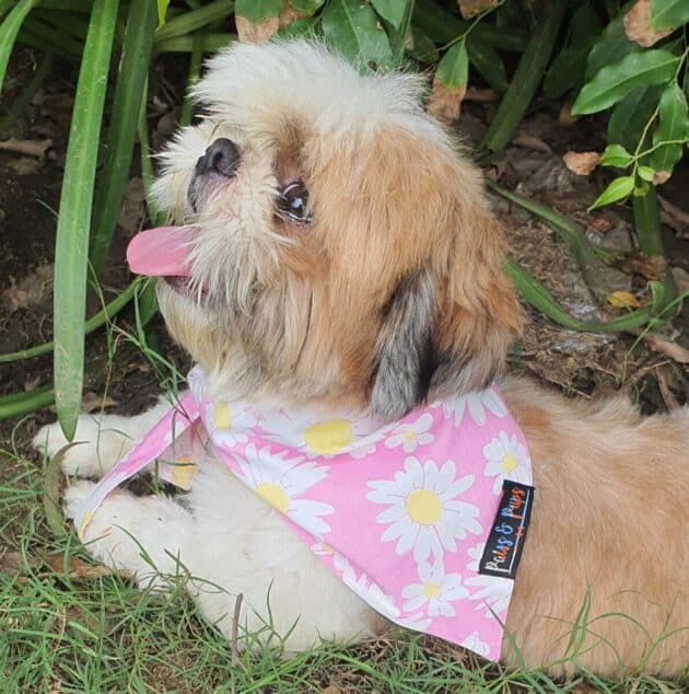 Pink Daisy flower Bandana