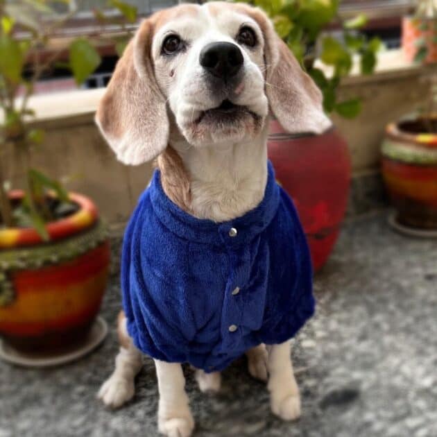 Furry Blue Jacket