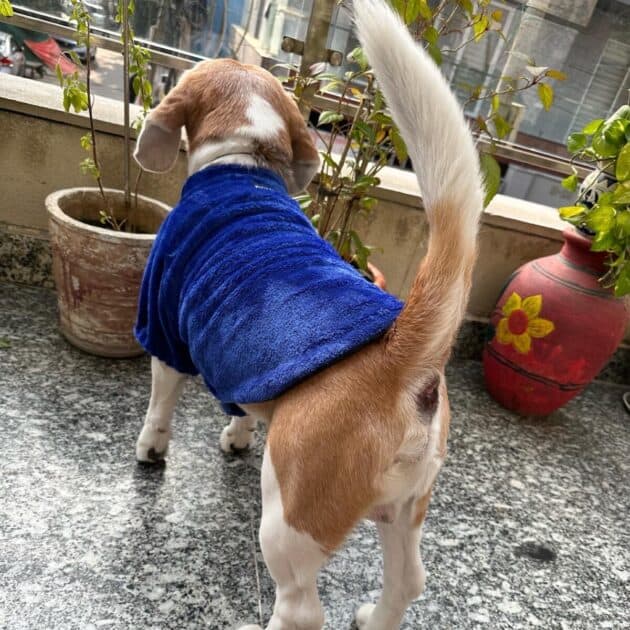 Furry Blue Jacket