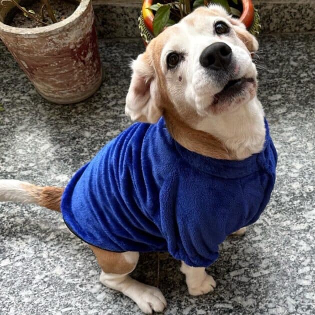 Furry Blue Jacket
