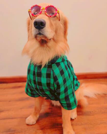 Green Black Check Shirt