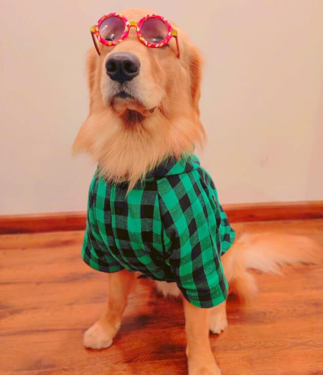 Green Black Check Shirt