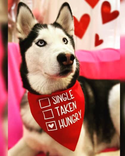 Single/Taken/Hungry Bandana
