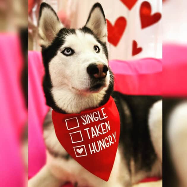 Single/Taken/Hungry Bandana