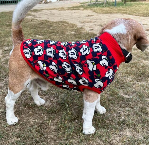 Mickey mouse Sweater