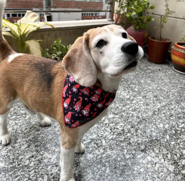 Valentine Gnome Bandana