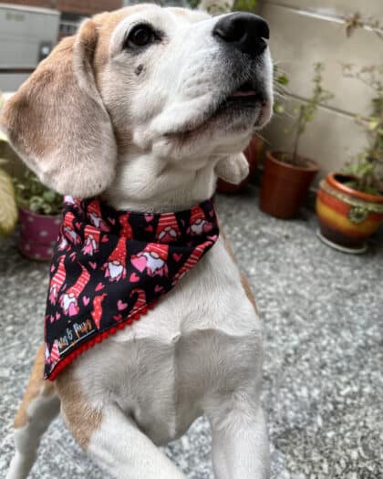 Valentine Gnome Bandana