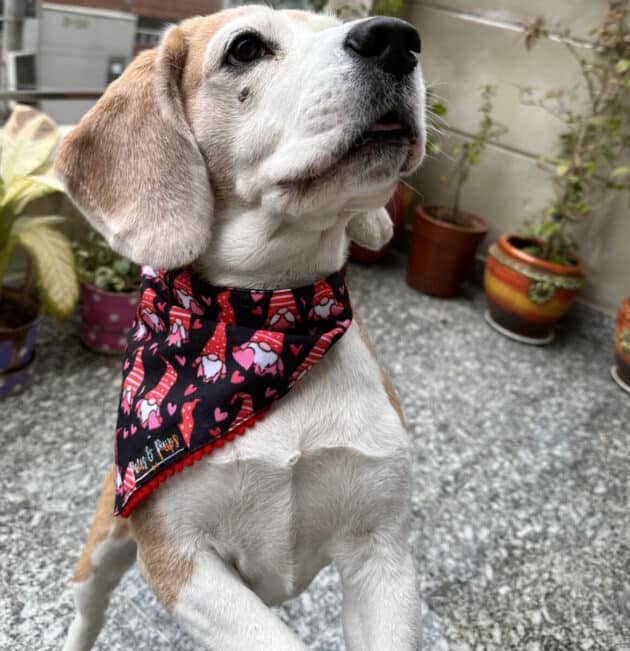 Valentine Gnome Bandana
