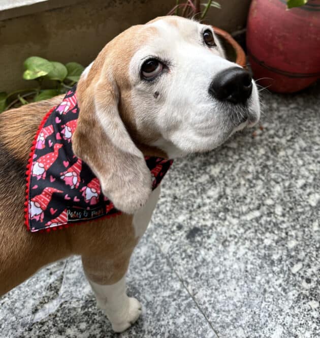 Valentine Gnome Bandana