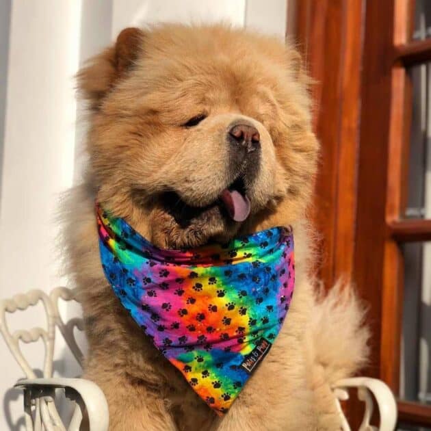 Rainbow Paw Print Bandana