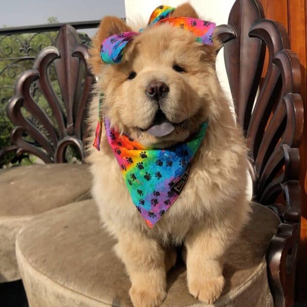 Rainbow Paw Print Bandana