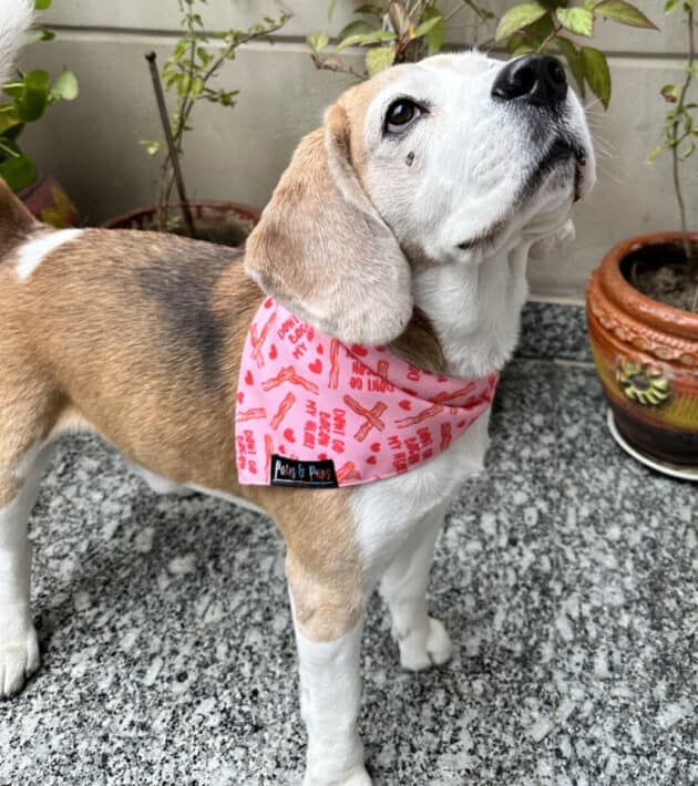 Don’t Bacon My Heart Bandana