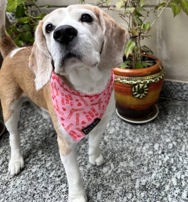 Don’t Bacon My Heart Bandana