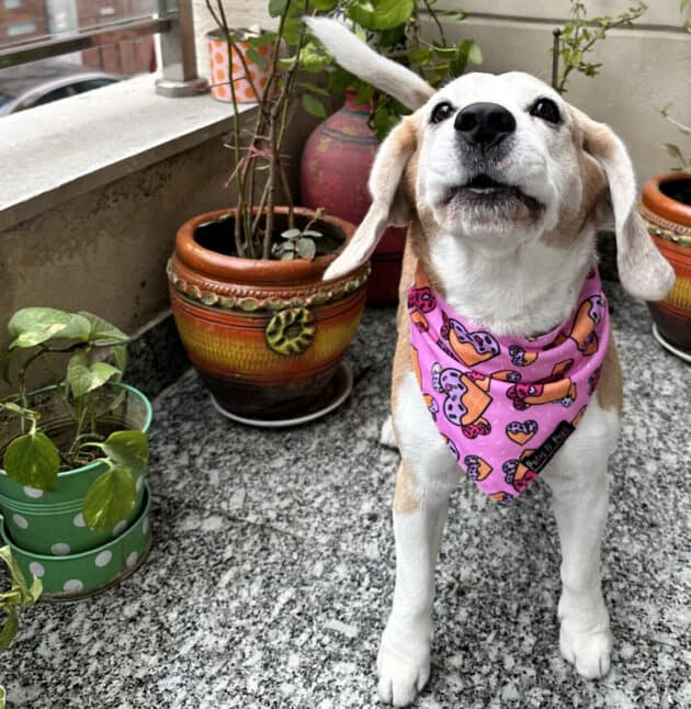 Waffles Heart Bandana