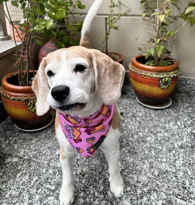 Waffles Heart Bandana