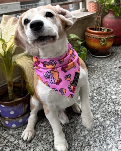 Waffles Heart Bandana