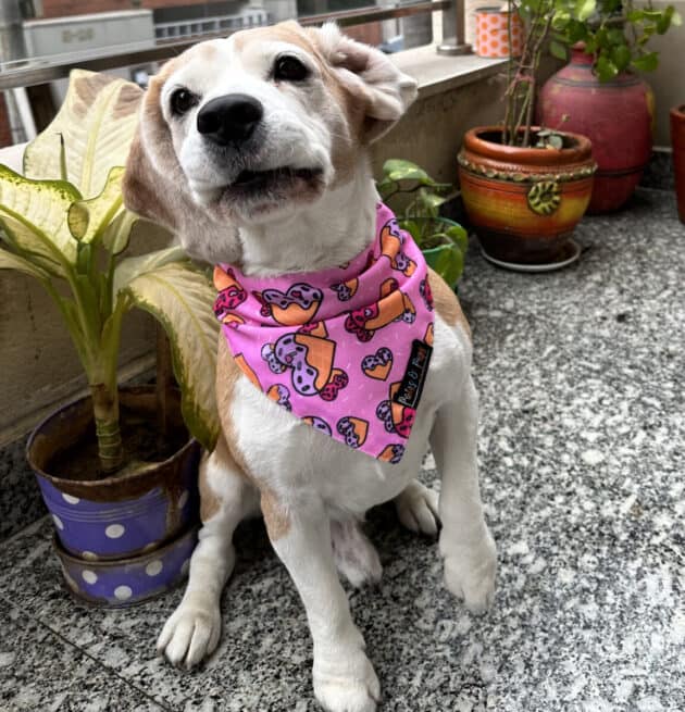 Waffles Heart Bandana