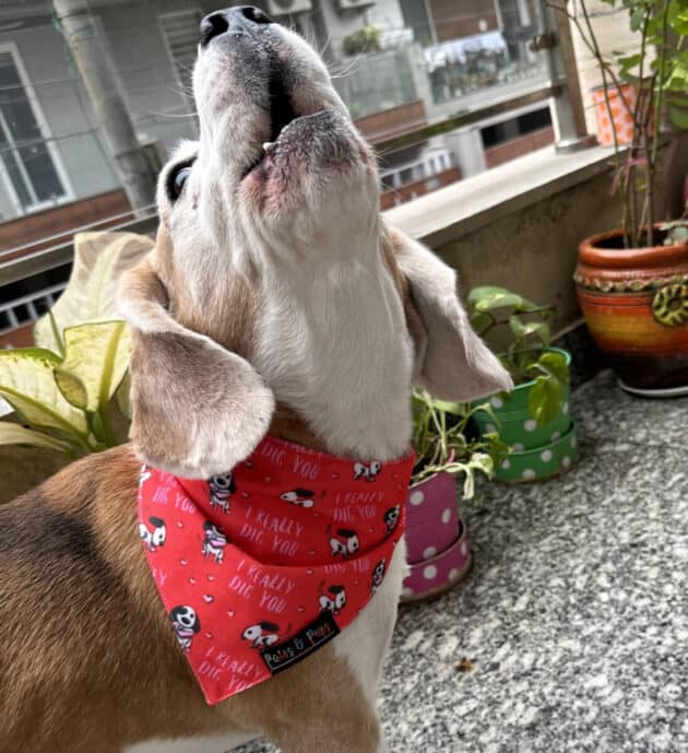 I Really Dig you Bandana