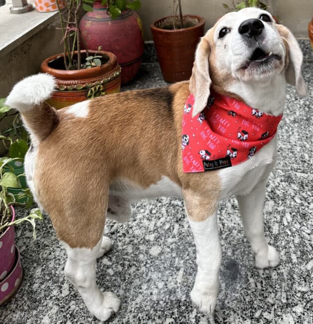 I Really Dig you Bandana