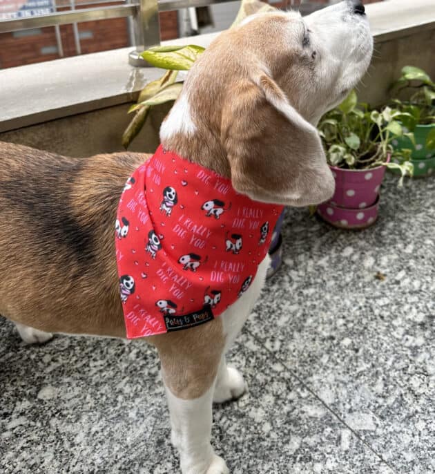 I Really Dig you Bandana
