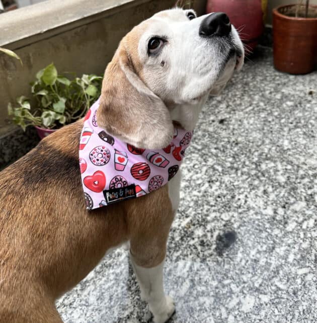 Coffee Donut Heart Bandana