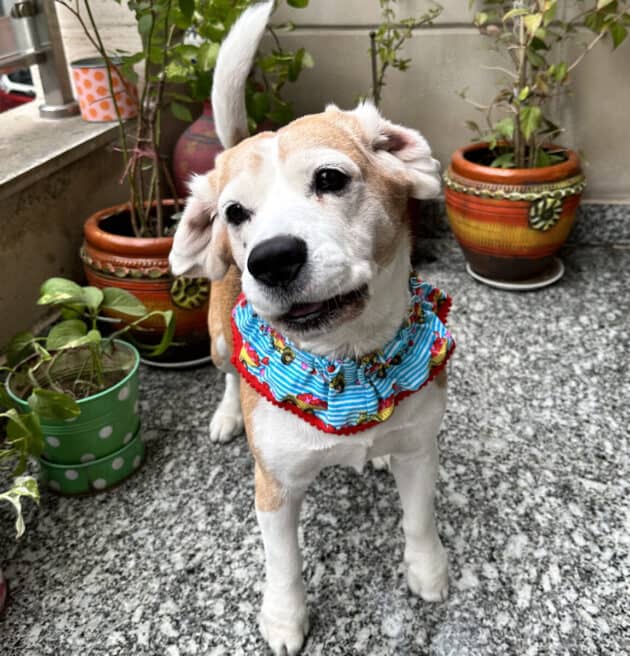Truck Full of Hearts Ruffle Collar