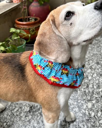 Truck Full of Hearts Ruffle Collar
