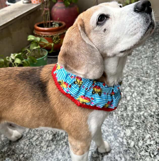 Truck Full of Hearts Ruffle Collar