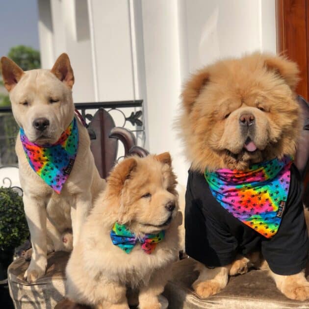 Rainbow Paw Print Bandana