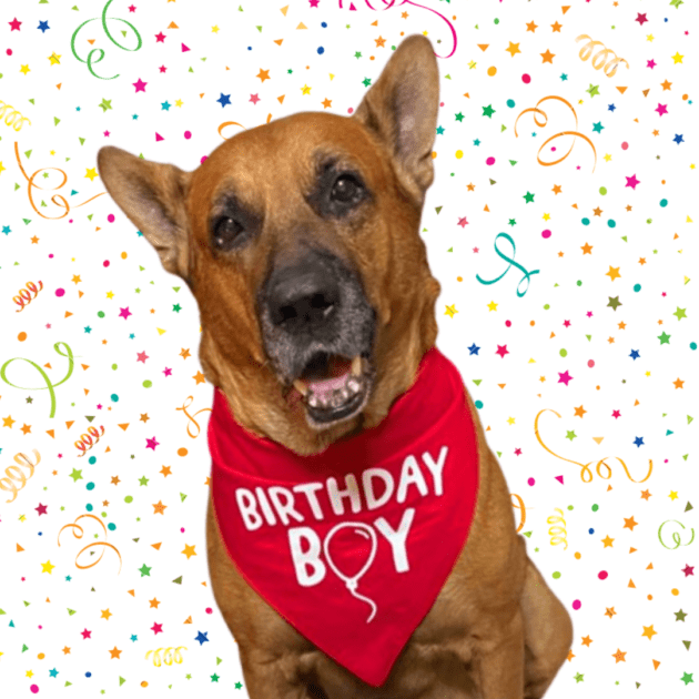 Birthday Boy Bandana
