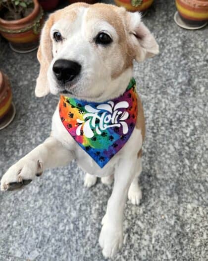 Happy Holi Bandana