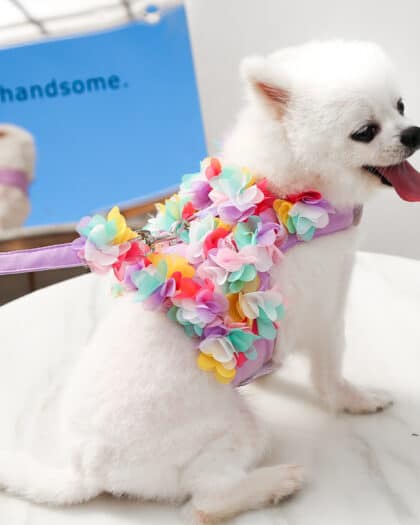 Lace floral Harness & Leash Set – Small size