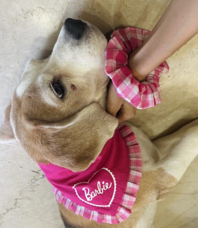 Barbie Frill Bandana