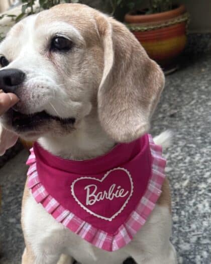 Barbie Frill Bandana