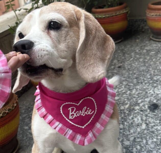 Barbie Frill Bandana