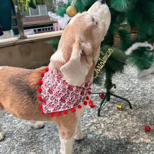 Little Reindeer Bandana