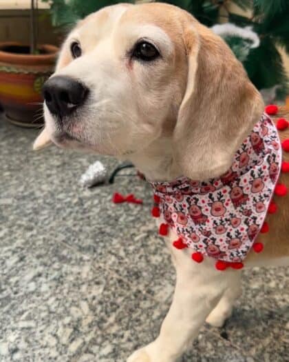 Little Reindeer Bandana