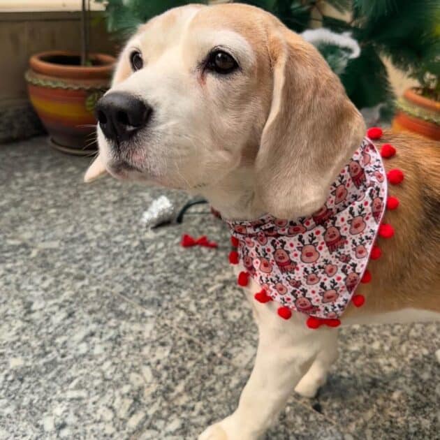 Little Reindeer Bandana