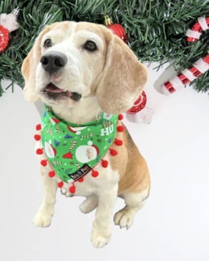 Hohoho!! Santa Green Bandana