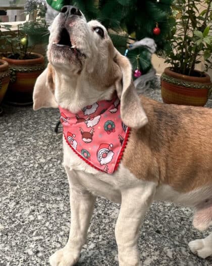Santa, Reindeer & Holiday Cheer Bandana