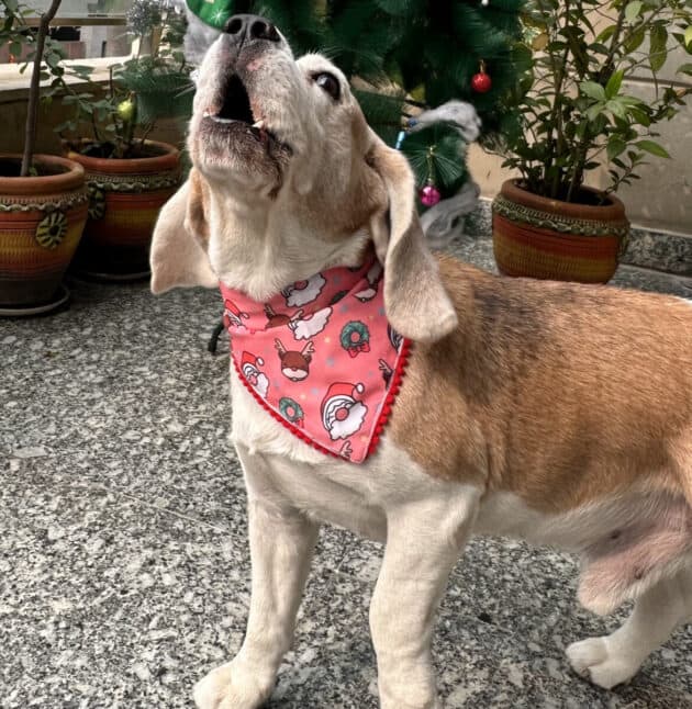 Santa, Reindeer & Holiday Cheer Bandana