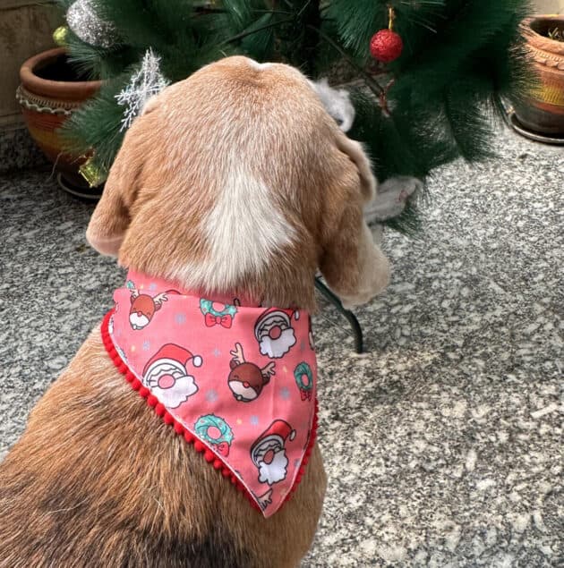 Santa, Reindeer & Holiday Cheer Bandana