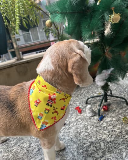 Santa Paws Yellow Bandana