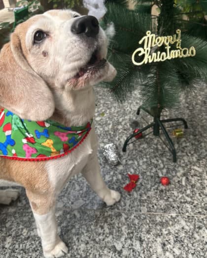 Santa Paws & Bone Print