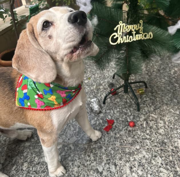 Santa Paws & Bone Print