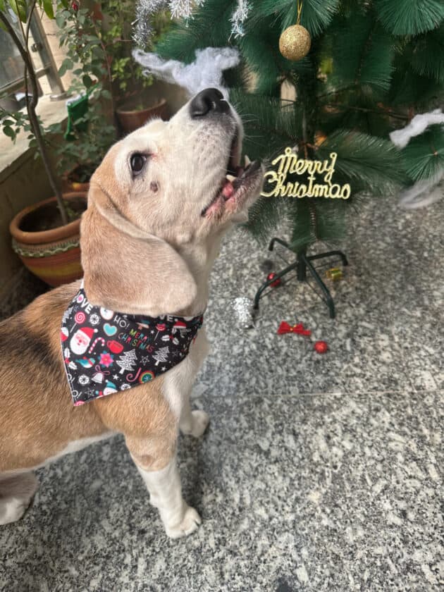 Black Merry Christmas Bandana