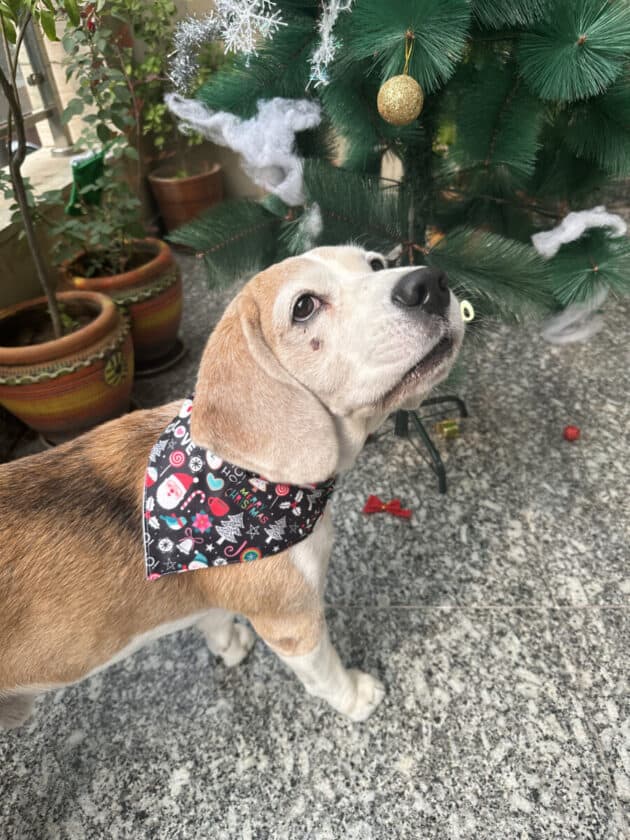 Black Merry Christmas Bandana