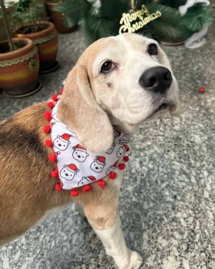 Little Santa Bandana